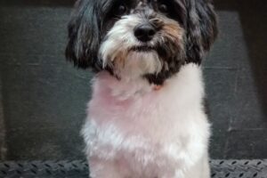 Pet Shop Entre Huellas