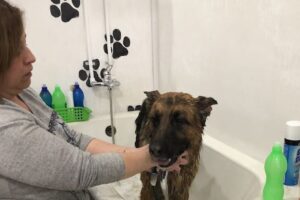 PetShopForrajeria Tristán Suárez Alma Animal