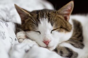 Pet Shop Huellitas Fabricantes