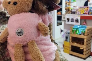 Pet Shop Lanús Consentidosconsepet