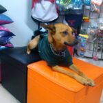 Pet Shop León Urquiza