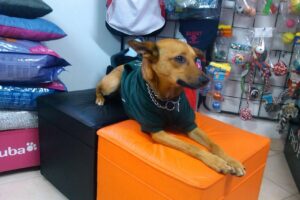 Pet Shop León Urquiza