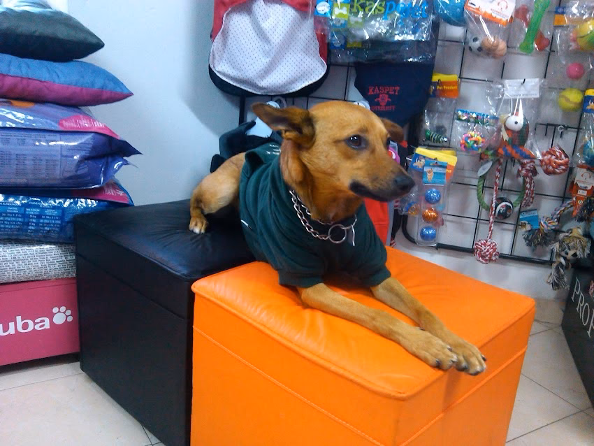 Pet Shop León Urquiza