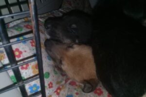 Pet Shop Lo de Tommy