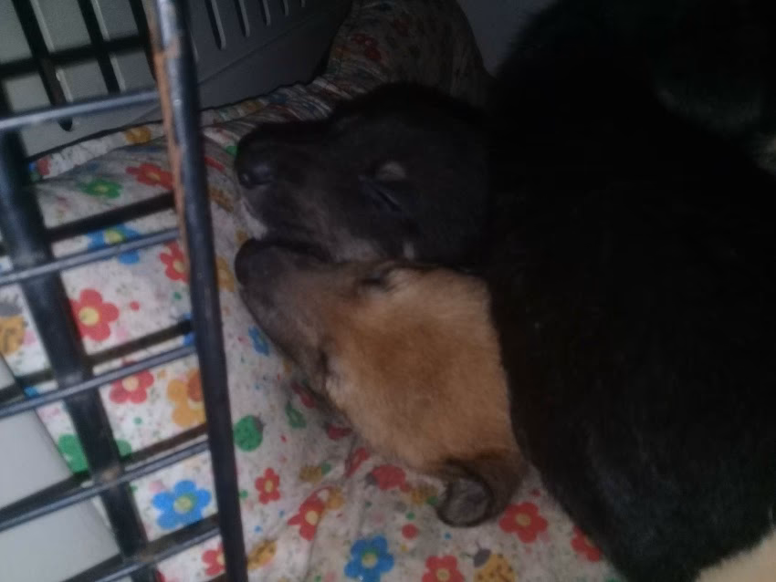 Pet Shop Lo de Tommy