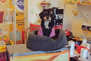 Pet shop Luna y Anetta