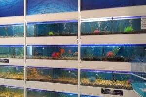 Pet Shop Maipú Rio Iv