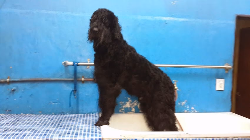 Pet Shop Manchita