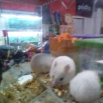 Pet Shop Mascota Feliz