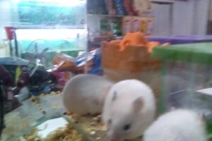 Pet Shop Mascota Feliz