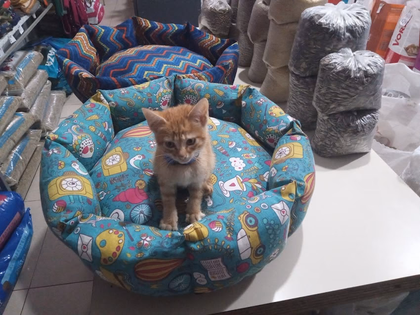Pet Shop Morenita