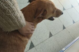 Pet Shop Natural Life Campana