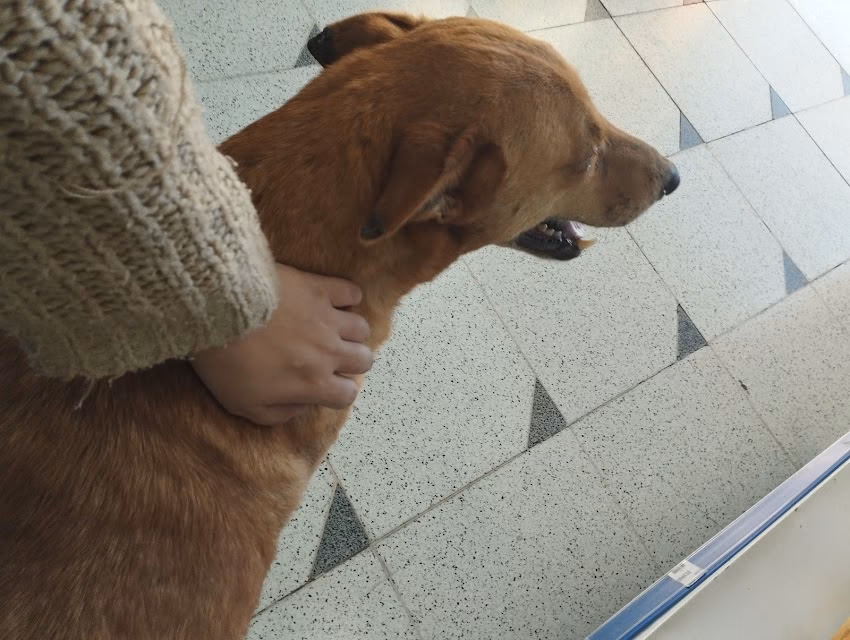 Pet Shop Natural Life Campana