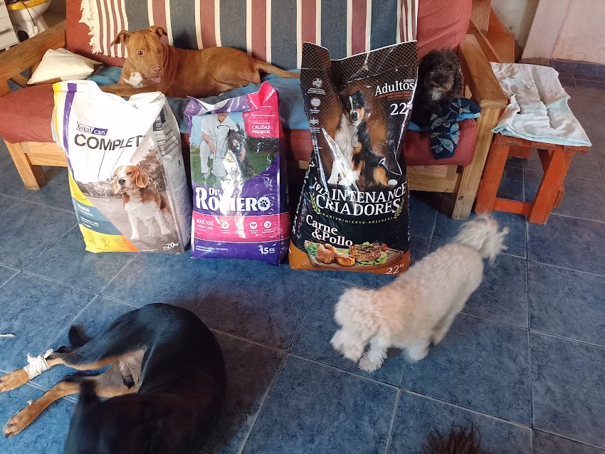 Pet Shop Online Catycan