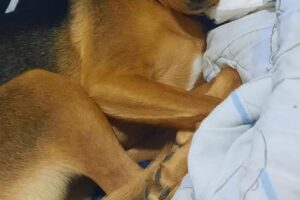 Pet Shop Pájaro Loco