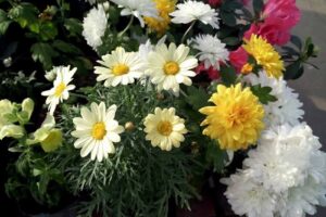 Petshop Paraíso De Mascotas