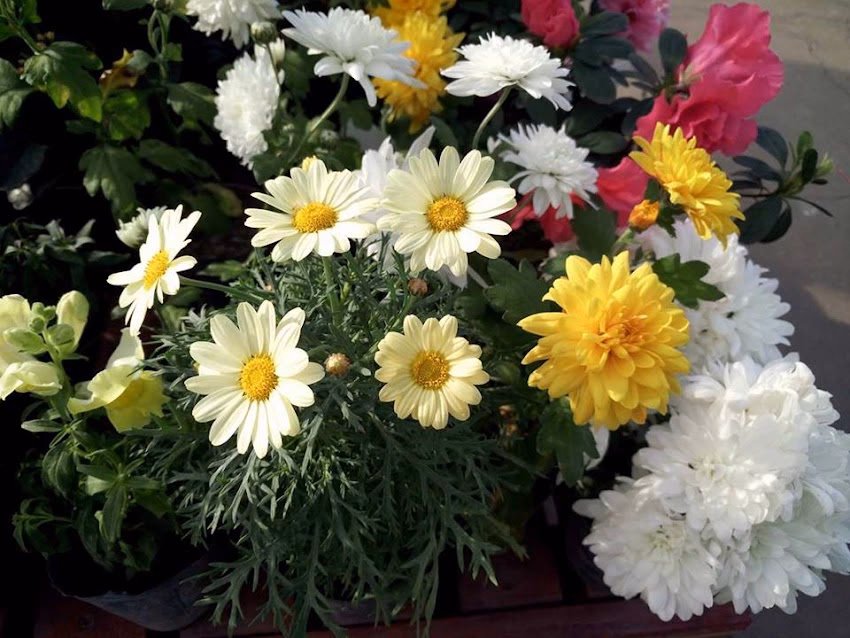 Petshop Paraíso De Mascotas