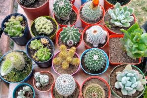 Pet Shop Patitas Suaves