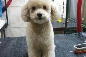 Pet shop Peluquería Canina Don Fleco