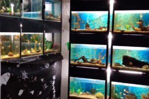 Pet Shop Pichichos Cía