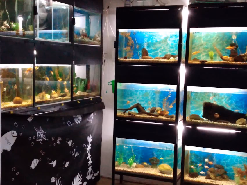 Pet Shop Pichichos Cía