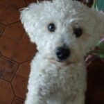 Pet Shop Pocas Pulgas