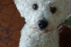 Pet Shop Pocas Pulgas