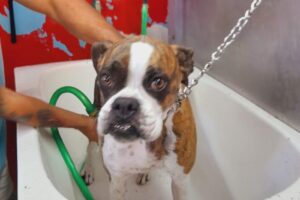 Pet Shop Pocas Pulgas