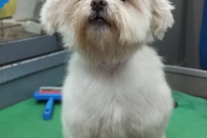 Pet shop Ponlo guapo