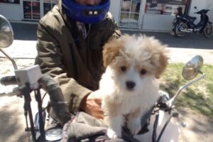 Pet Shop Reina Y Su Pandilla