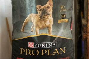 Pet Shop San Antonio