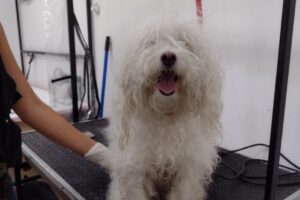 Pet Shop Super Patitas