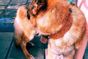 Pet Shop Tres Setter