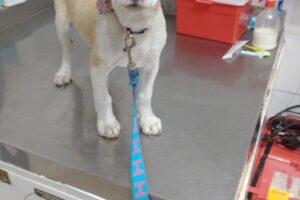 Pet Shop Veterinaria Los Pichichus