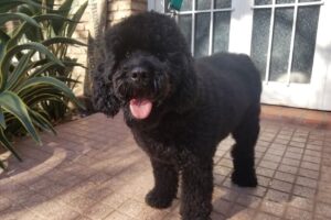 Pet Shop y Peluquería Canina Ody