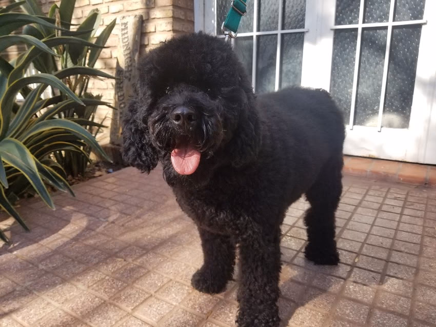 Pet Shop y Peluquería Canina Ody