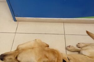 Pet Shop y Veterinaria Natural Life Castelar