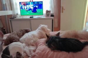 Pet Shop y Veterinaria Natural Life Ecommerce