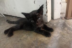 Pet Shop y Veterinaria Natural Life Martín Coronado