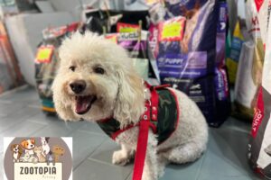 Pet Shop Zootopiamdp