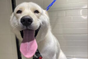 Pet society Pet shop Peluqueria canina