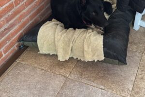 Petakita Petshop Pinamar