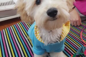 Petit Pets Boutique Vet