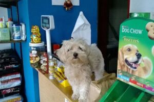 Petizos Tienda de Mascotas