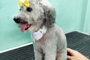 Pets Friends Lanus ShopPeluquería Canina