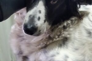 Pets shops planeta animal