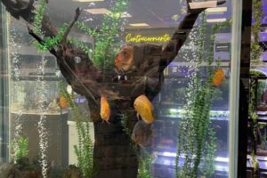 Petshop Biper Acuario