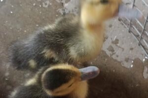 Petshop SimasPajareriaAcuarioConejos CobayosHámsters