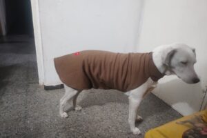 Petshop y estética para mascotas Adelita