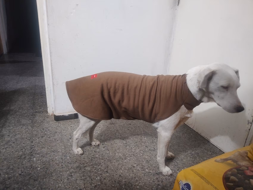 Petshop y estética para mascotas Adelita